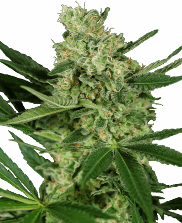 Pumpkin Spice Feminized Seeds