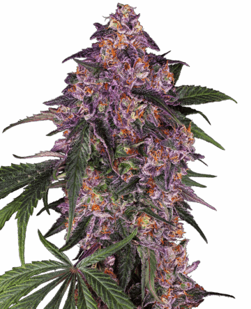 Sensi Purple Kush Feminized Seeds