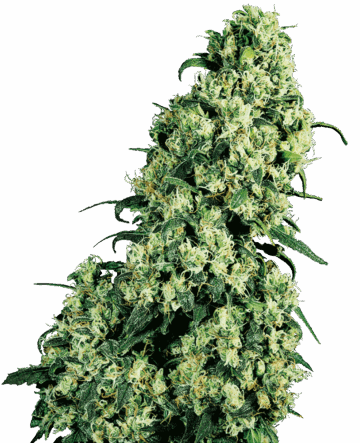 Skunk #1 Regular Seeds