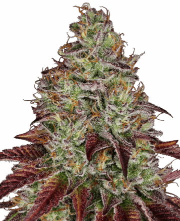 Tezla OG Feminized Seeds