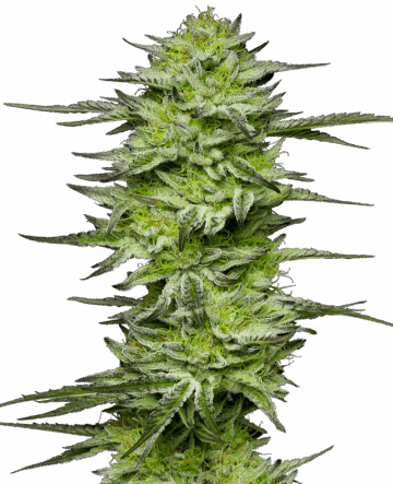 Amnesia Jelly Automatic Seeds