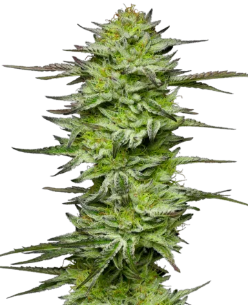 Amnesia Jelly Automatic Seeds