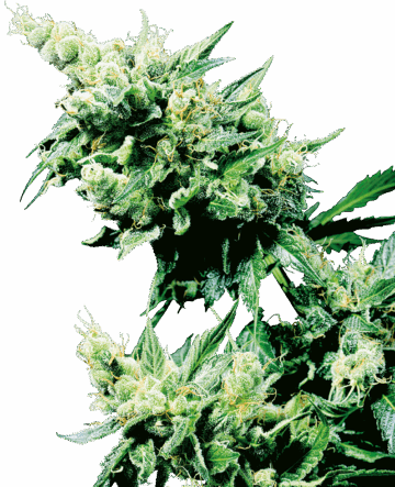 Hash Plant Regular Seeds