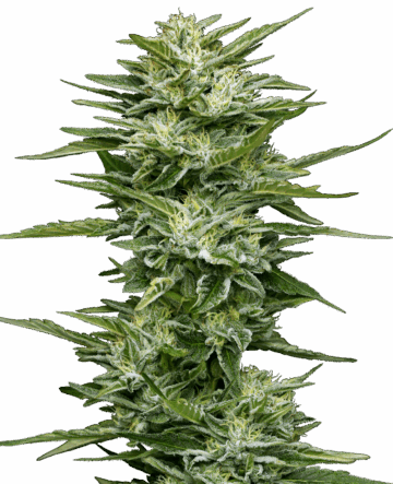 Pineapple Kush Cake Automatic Seeds