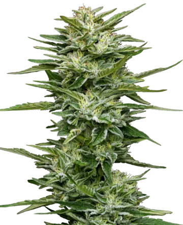 Pineapple Kush Cake Automatic Seeds