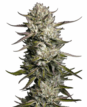 Purple Berry Muffinz Feminized Seeds
