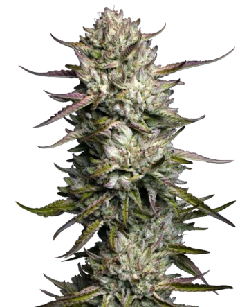 Purple Berry Muffinz Feminized Seeds