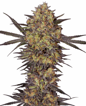 The Bird Feminized Seeds