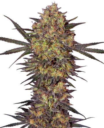 The Bird Feminized Seeds