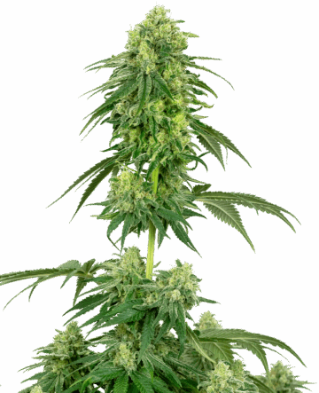 Strawberry Kush Feminized Seeds