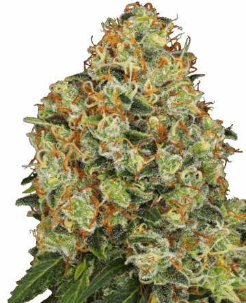 Sweet Tangerine Tango Automatic Seeds