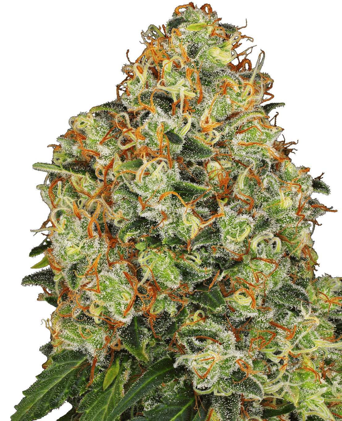Sweet Tangerine Tango Automatic Seeds