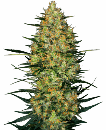 Caramellow Kush Automatic Seeds