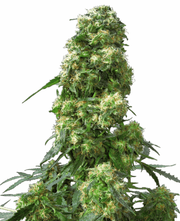 Early Skunk Feminized Seeds