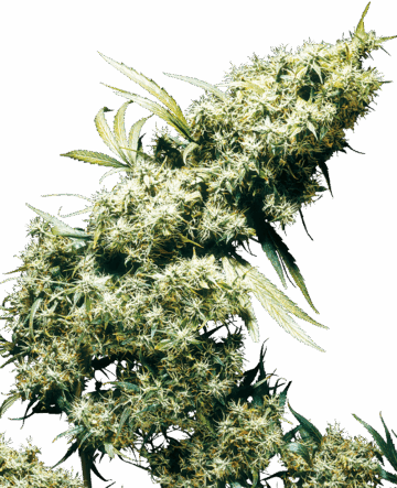 Jamaican Pearl Feminized Seeds