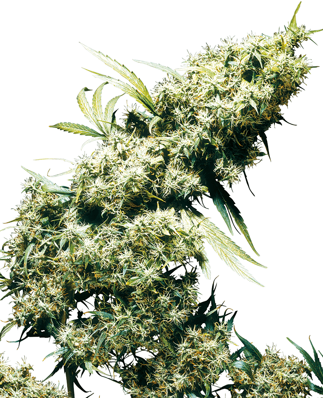 Jamaican Pearl Feminized Seeds