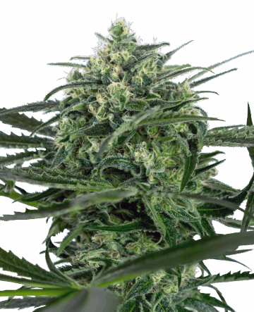 Sensi Amnesia Feminized Seeds