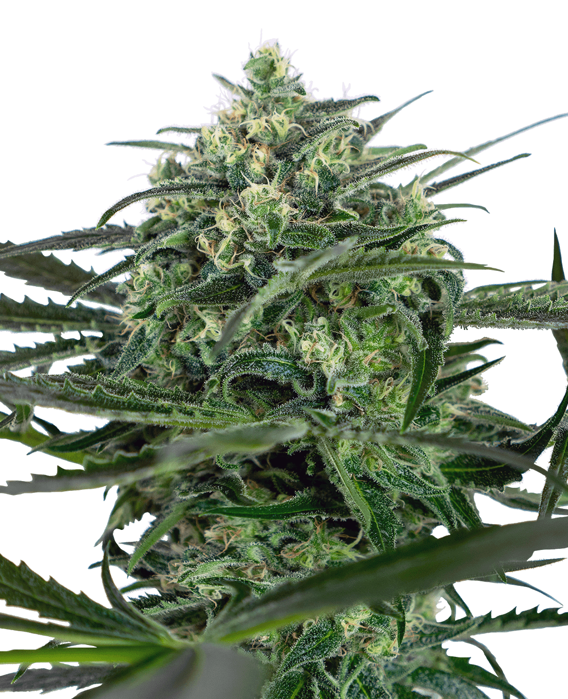 Sensi Amnesia Feminized Seeds