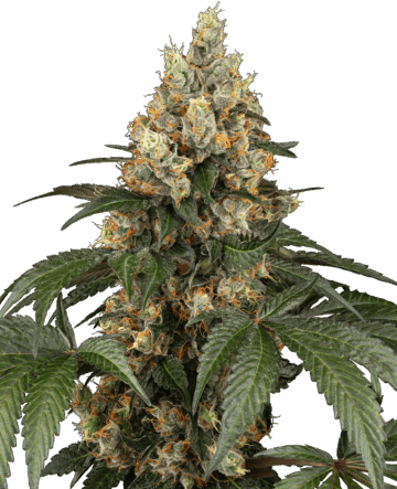 Chocolate Rainbow XXL Feminized Seeds