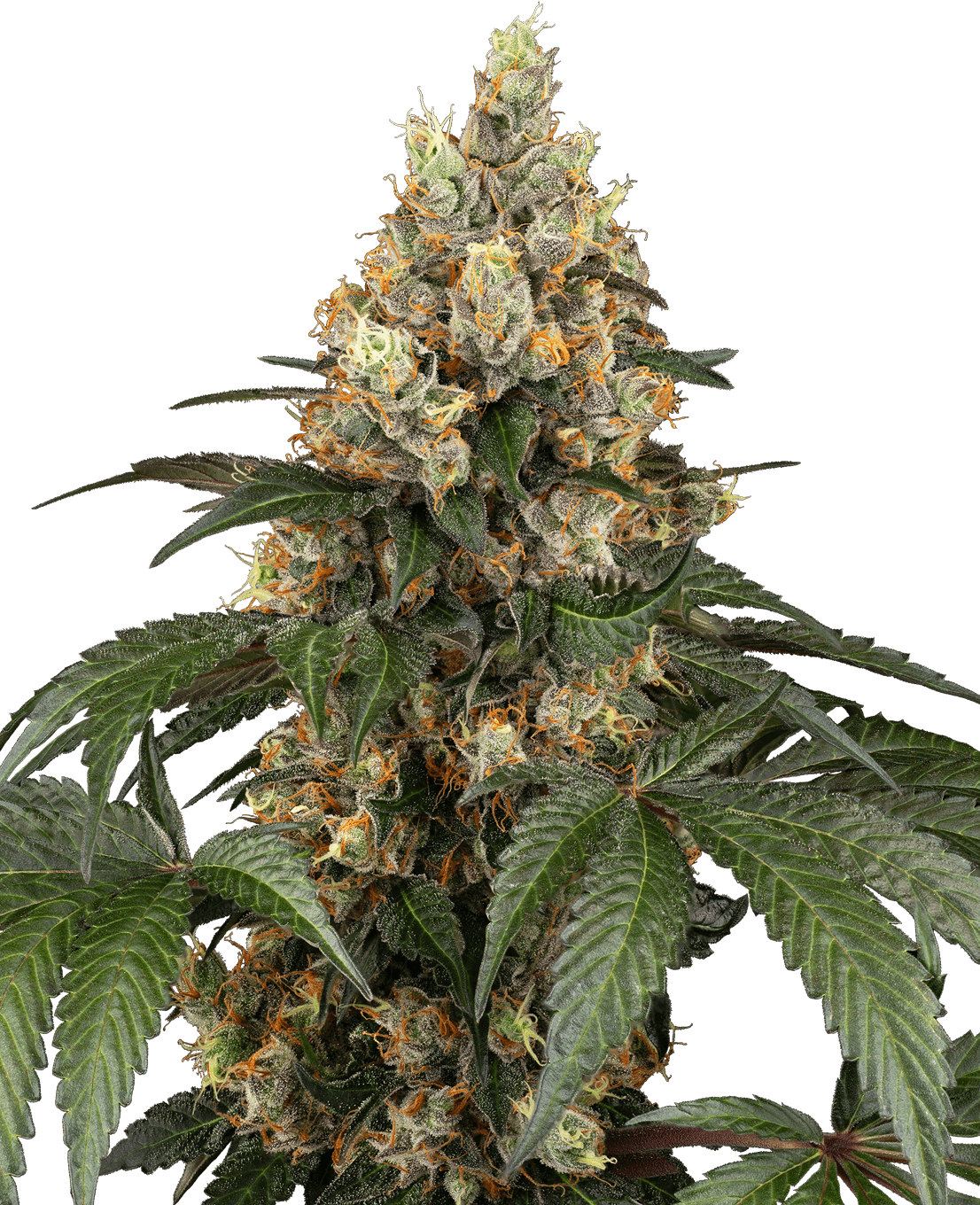 Chocolate Rainbow XXL Feminized Seeds