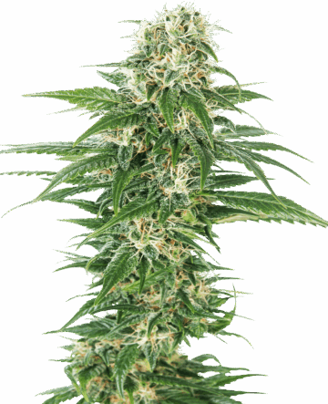 Early Skunk Automatic Seeds