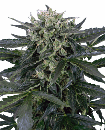Sensi Amnesia Automatic Seeds