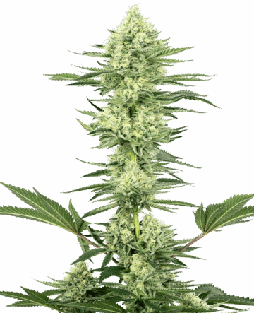 Shiva Skunk Automatic Seeds