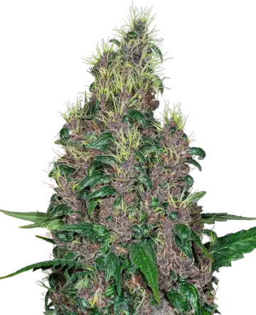 Mandarine Jam Feminized