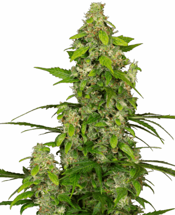 Gorillaz Automatic Seeds