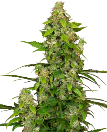 Gorillaz Automatic Seeds