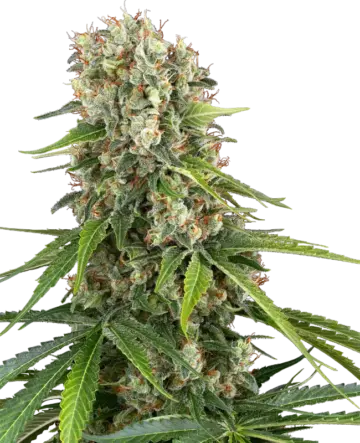 Blue Sunset Feminized