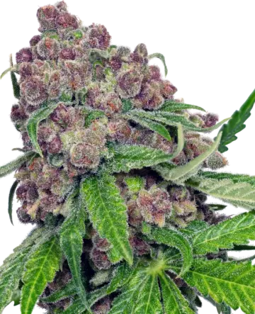 Cherry Bacio Feminized