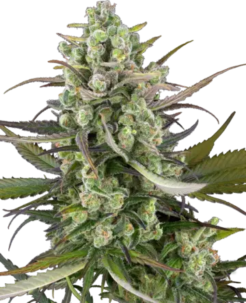 Headband Kiwi Automatic