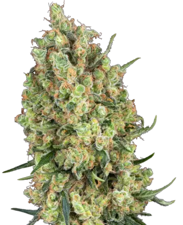 Candy Hash Feminized