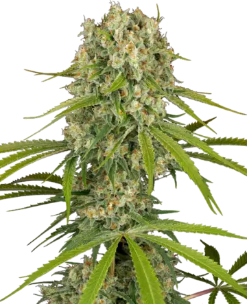 LA Sugar Feminized