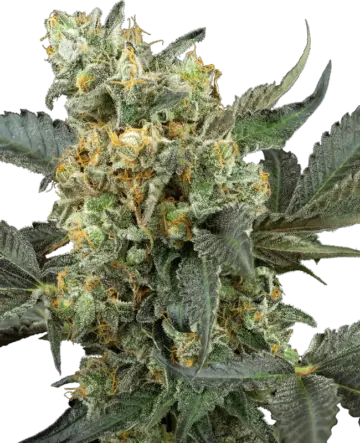 Mimosa Sunrise XXL Automatic