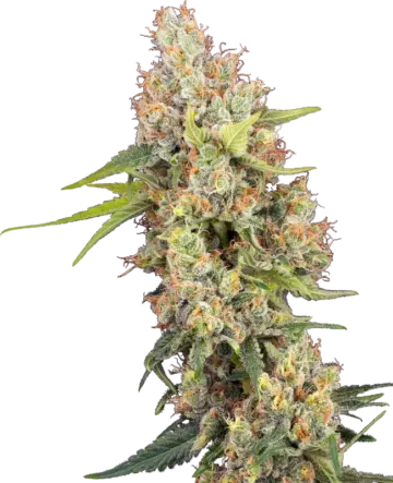 Raspberry Critical Kush Feminized