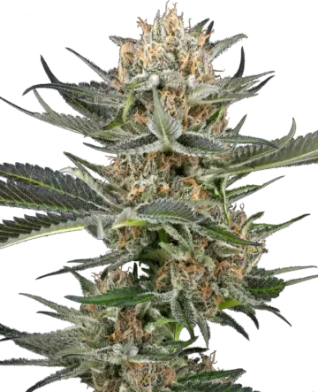 Thin Mint Kiwi Automatic