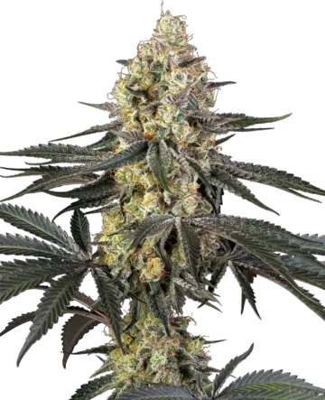 Purple Papaya Paradise Feminized