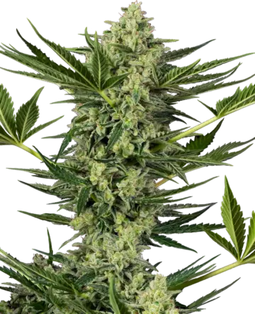 Ghostbuzzters OG Automatic