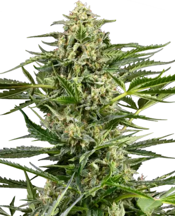 Citrus Fuel Automatic