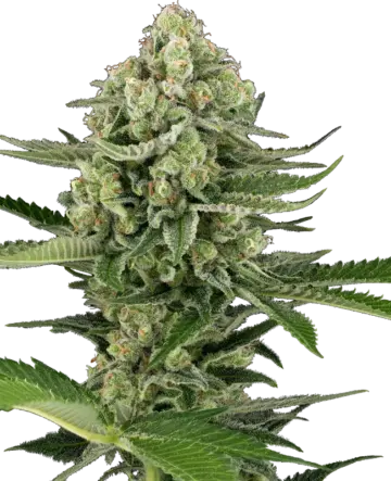 Candy Buds Automatic Seeds