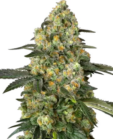 Big Berry Bliss Feminized