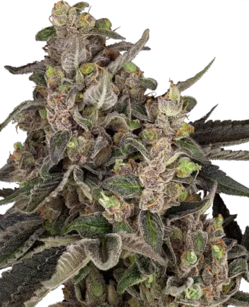 Bahama Mama Automatic