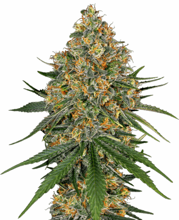 White Cheese Feminized Seeds by White Label