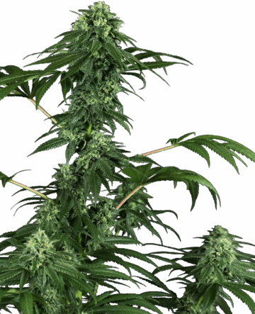 420 Punch Feminized Seeds