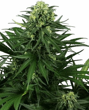 Honey Melon Kush Feminized Seeds