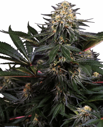 Lockdown Kush Feminized Seeds