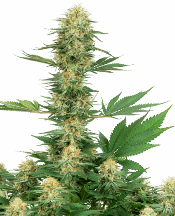 Gelato #420 Feminized Seeds by White Label