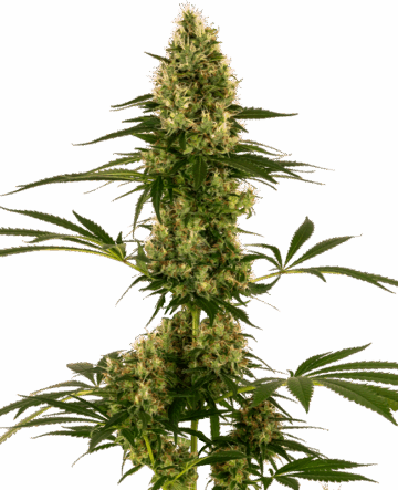 Blue Bullet Automatic Seeds